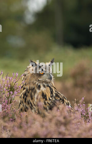 Uhu in der Heide, Leicestershire. Stockfoto