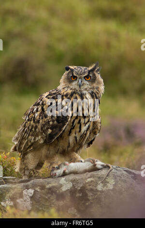 Uhu in der Heide, Leicestershire. Stockfoto