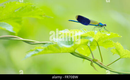 blaue Libelle im Wald (Coleopteres Splendens) Stockfoto