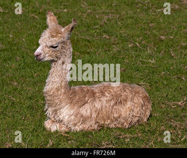 Alpaka Fohlen (Lama Pacos) Stockfoto