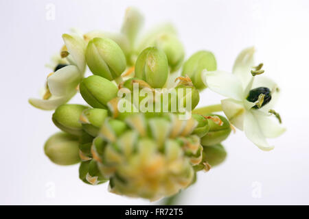 Stern von Bethlehem Blume, eine heilende Kräuter - "Tröster und Schnuller von Schmerzen und leiden" Jane Ann Butler Fotografie JABP1428 Stockfoto