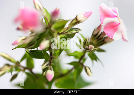 pink Candy gestreift Phlox blüht Stamm - Sprache der Blumen "unsere Seelen sind geeint" Jane Ann Butler Fotografie JABP1436 Stockfoto