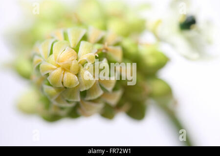 Stern von Bethlehem Blume, eine heilende Kräuter - "Tröster und Schnuller von Schmerzen und leiden" Jane Ann Butler Fotografie JABP1427 Stockfoto