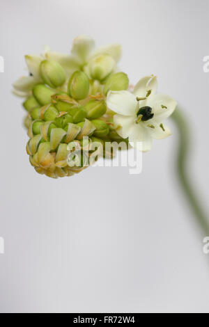 Stern von Bethlehem Blume, eine heilende Kräuter - "Tröster und Schnuller von Schmerzen und leiden" Jane Ann Butler Fotografie JABP1429 Stockfoto