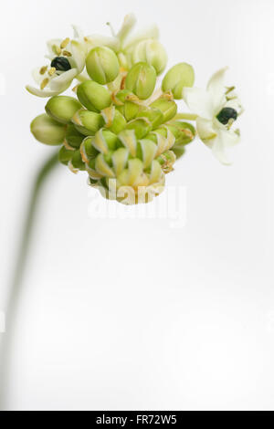 Stern von Bethlehem Blume, eine heilende Kräuter - "Tröster und Schnuller von Schmerzen und leiden" Jane Ann Butler Fotografie JABP1438 Stockfoto