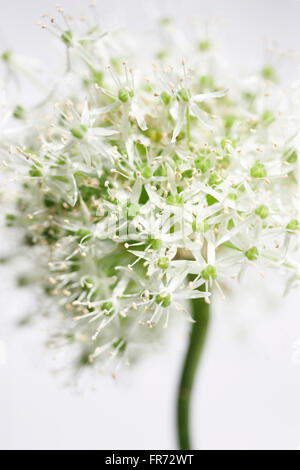 schöne Mount Everest Allium weichen zeitgemäß Jane Ann Butler Fotografie JABP1090 Stockfoto