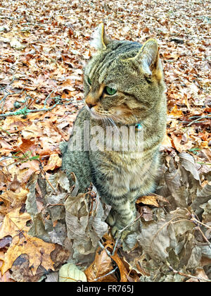 Schöne Highland Lynx Katze im Herbst Blätter Stockfoto