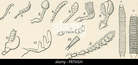 Ein Lehrbuch der Entomologie, einschließlich der Anatomie, Physiologie, Embryologie und Metamorphosen von Insekten, für den Einsatz in landwirtschaftlichen und technischen Schulen und Hochschulen sowie von der Arbeit Entomologe Stockfoto