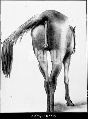 Dieses 1914 tierärztliche Lehrbuch bietet einen umfassenden Leitfaden zur Tierkastration mit 240 Seiten und über 200 Illustrationen aus Originalfotos, um Schülern und Praktikern beim Erlernen des Verfahrens zu helfen. Stockfoto