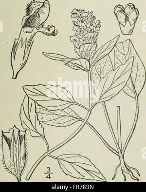 Diese Arbeit zeigt eine illustrierte Flora der nördlichen Vereinigten Staaten, Kanadas und Britischen Territorien, die Pflanzenarten von Neufundland bis zur südlichen Grenze Virginias umfasst und sich westlich bis zum Pazifik erstreckt. Es bietet Beschreibungen und Illustrationen einheimischer Pflanzen in dieser riesigen Region. Stockfoto