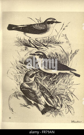 Vögel von Moidart und anderswo (Platte 28) Stockfoto