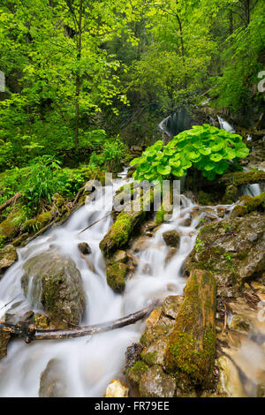 Ein Wasserfall in einer üppigen Schlucht in Slovenský Raj in der Slowakei. Stockfoto