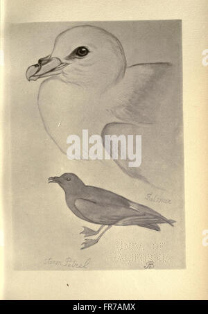 Vögel von Moidart und anderswo (Platte 87) Stockfoto