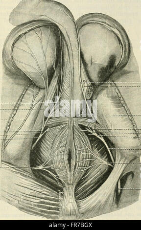 Cunninghams Text-Book of Anatomy, das 1914 veröffentlicht wurde, bietet eine detaillierte Untersuchung der menschlichen Anatomie und deckt die Struktur und Funktionen der Körpersysteme ab. Es ist eine wichtige Ressource für Medizinstudenten, die umfassende Einblicke in die menschliche Physiologie und die Anatomie verschiedener Organe bietet. Stockfoto