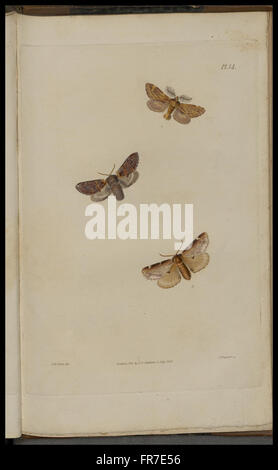 Diese Platte aus „Illustrations of British Entomology“ zeigt detaillierte Darstellungen britischer Insekten, die zum Studium der Entomologie im Vereinigten Königreich beitragen. Stockfoto