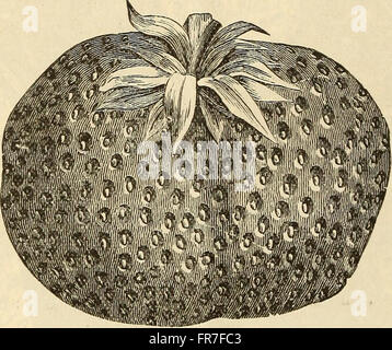 Der Mittsommer-Katalog von 1896 bietet eine Auswahl an Erdbeerpflanzen, Kohl, Blumenkohl, Sellerie und anderen Gemüsepflanzen für die Sommeranpflanzung. Es enthält auch Samen für Rüben und Ruta, ideal für die saisonale Aussaat. Stockfoto