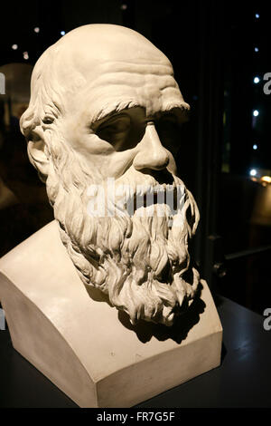 Charles Darwin - Bueste, Naturhistorische Museum, Berlin. Stockfoto