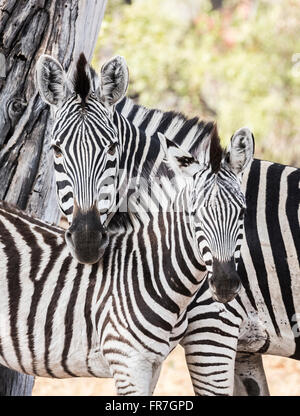 Mutter und Fohlen Plains oder Burchells Zebra (Equus quagga burchellii) zusammen nuzzling, Sandibe Camp Moremi Game Reserve, Okavango Delta, Kalahari Stockfoto