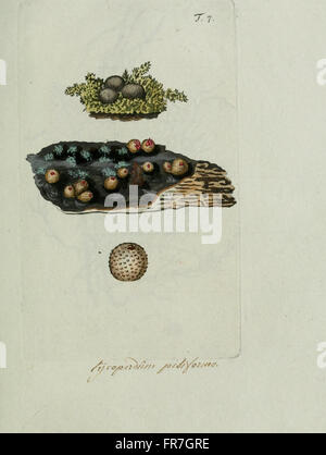 Dieses zweibändige Set von Nicolai Josephi Jacquin bietet eine umfassende Erforschung der österreichischen Botanik, Chemie und Naturgeschichte mit detaillierten Illustrationen von Pflanzen und ihren chemischen Eigenschaften. Stockfoto