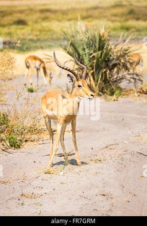 Männliche gemeinsame Impala (Aepyceros Melampus), Sandibe Camp, durch das Moremi Game Reserve, Okavango Delta, Botswana, Südafrika Stockfoto