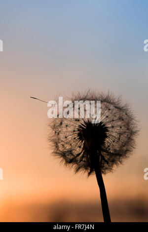 Löwenzahn Uhren Silhouette bei Sonnenuntergang. Stockfoto