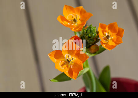 ein Ornithogalum Dubium aka Star of Bethlehem Stockfoto