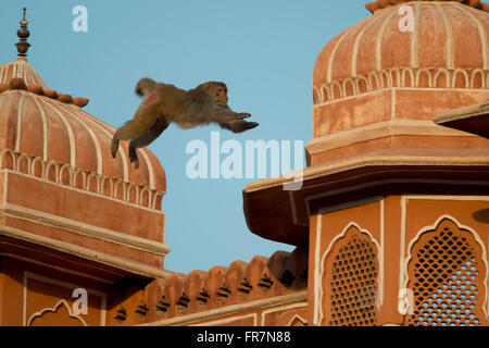 Rhesus-Makaken auf den Dächern in Jaipur Stockfoto