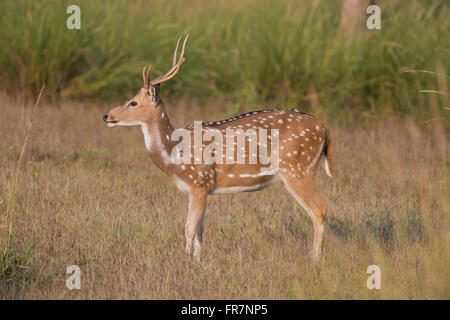 Chital Rotwild auch genannt entdeckt Rehe in Kanha National Park of India Stockfoto