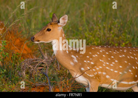 Chital Rotwild auch genannt entdeckt Rehe in Kanha National Park of India Stockfoto