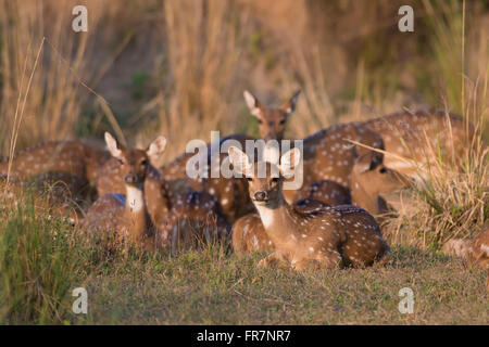 Chital Rotwild auch genannt entdeckt Rehe in Kanha National Park of India Stockfoto