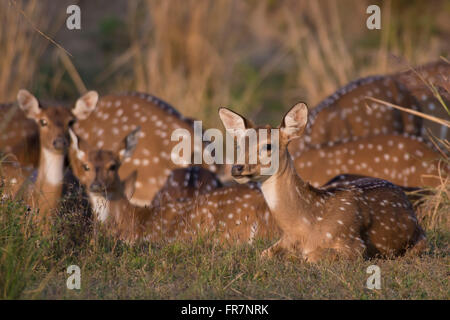 Chital Rotwild auch genannt entdeckt Rehe in Kanha National Park of India Stockfoto