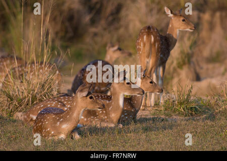 Chital Rotwild auch genannt entdeckt Rehe in Kanha National Park of India Stockfoto