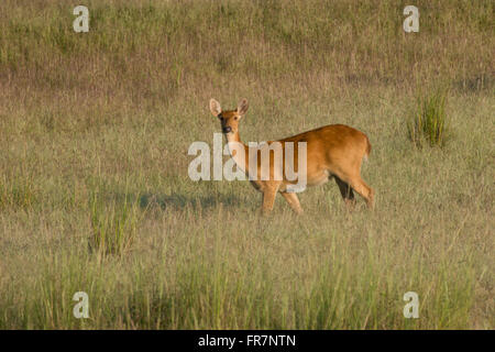 Barasingha Hirsch auch genannt Swamp Deer in Kanha National Park of India. Wissenschaftliche Name Rucervus duvaucelii Stockfoto