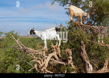 Ziegen in Arganbaum, Essaouira, Marokko Stockfoto