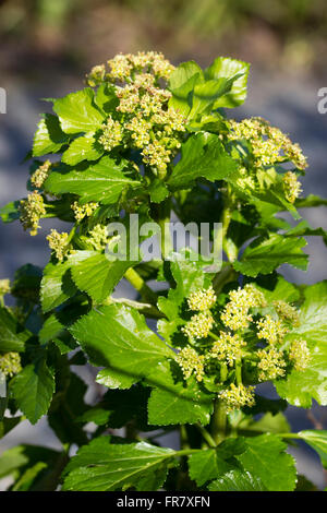 Blütenstand der Biennale Topf Kraut Alexanders, Smyrnium Olusatrum, in eine Hecke von Devon Stockfoto