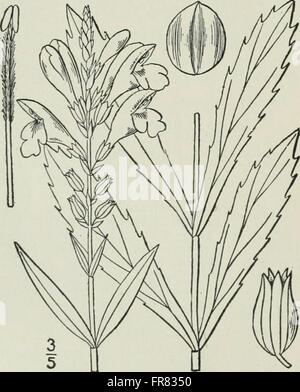 Diese illustrierte Flora umfasst die Pflanzenarten, die im Norden der USA, Kanada und Großbritannien zu finden sind, und bietet detaillierte botanische Beschreibungen und Illustrationen von Pflanzen in einem weiten geografischen Gebiet. Stockfoto