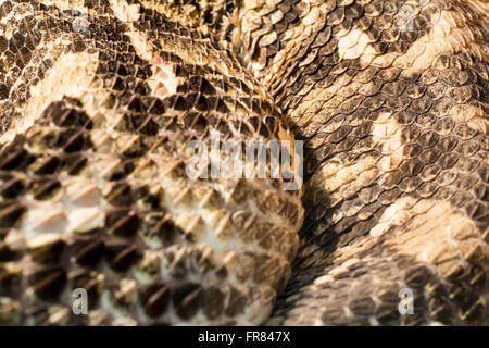 Schlange im Terrarium - Gabun viper Stockfoto