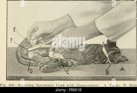 „Animal Kastration: A Book for the use of Students and Practices“ (1914) bietet Veterinärfachleuten praktische Anleitungen zum Kastrieren von Tieren, einschließlich Methoden, Werkzeugen und Nachsorge. Stockfoto