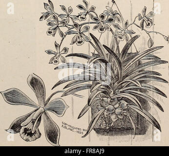 Jährliche illustriert und beschreibenden Katalog neue, seltene und schöne Pflanzen (1892)