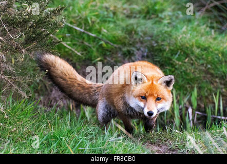 Dies ist ein Landschaft Schuss von einem Rotfuchs während ihrer Jagd nach Nahrung, wie es sprang und über einen Graben in der Erde gelandet. Stockfoto