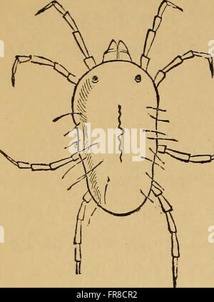 Ökonomische Entomologie (1877) Stockfoto