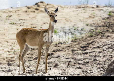 Pampas Rotwild - Ozotoceros bezoarticus Stockfoto