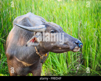 Asiatische Wasserbüffel (Bubalus beispielsweise) stand vor Reisfeld auf der Insel Langkawi, Kedah, Malaysia Stockfoto