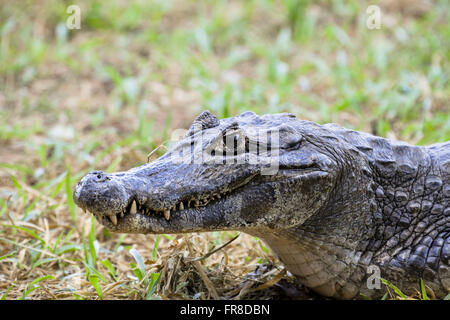 Jacare Marsh - Caiman Crocodilus yacare Stockfoto