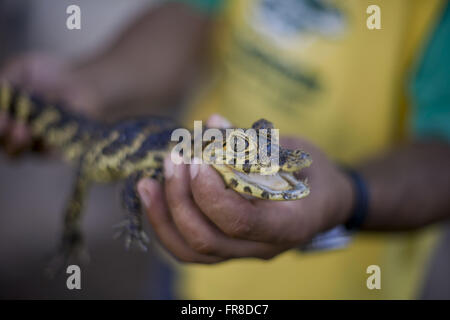 Young Jacare Marsh - Caiman Crocodilus yacare Stockfoto