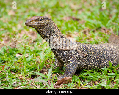 Getrübte Waran (Varanus nebulösen) auf grünen Rasen in Kuala Lumpur, Malaysia Stockfoto