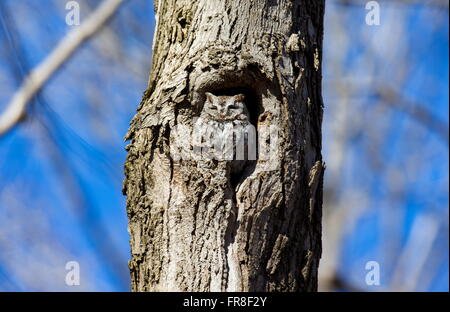 Ost-Kreischeule. Stockfoto