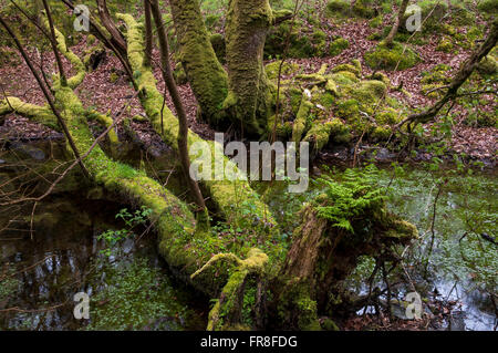 Magische moosigen Wald bei Ty Canol national Nature reserve in Pembrokeshire, Wales. Stockfoto