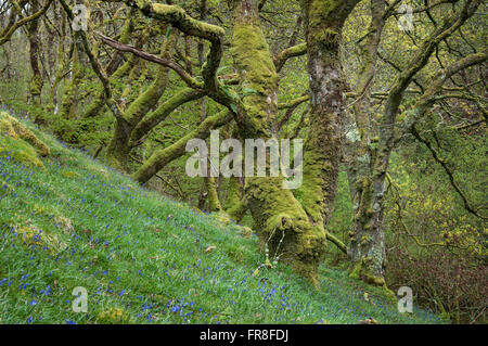 Magische moosigen Wald bei Ty Canol national Nature reserve in Pembrokeshire, Wales. Stockfoto