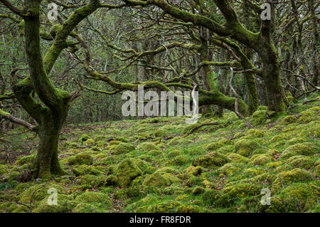 Magische moosigen Wald bei Ty Canol national Nature reserve in Pembrokeshire, Wales. Stockfoto